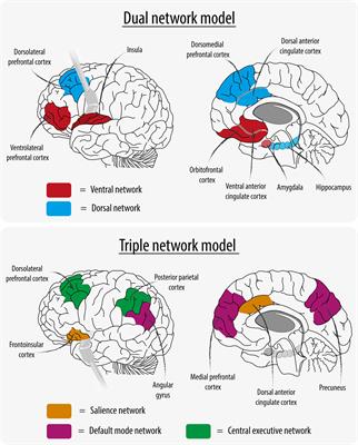 Frontiers | The Link Between Structural And Functional Brain ...